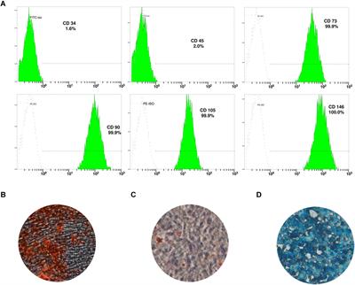 Potential Application of Human β-Defensin 4 in Dental Pulp Repair